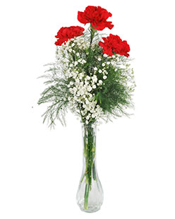 Carnation & Baby's Breath in Plastic Vase