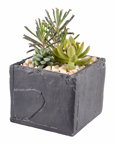 Succulen Ceramic 6
