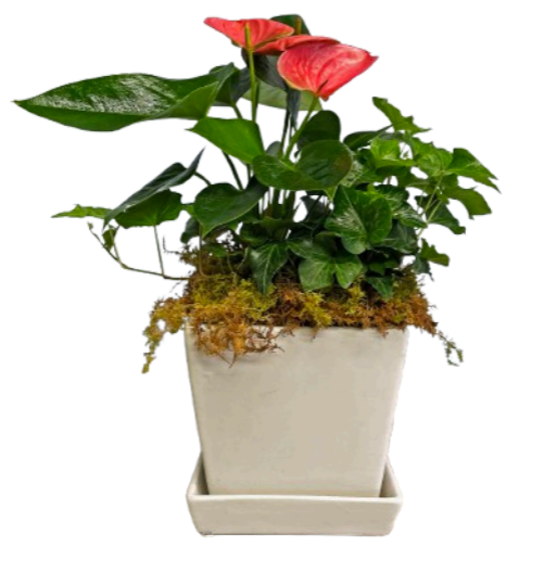 Ivy Blush Planter