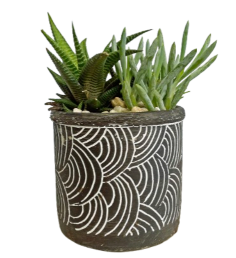 Desk Desert Plant