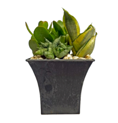 Jade Garden Planter