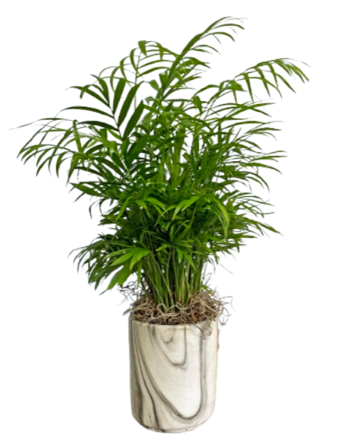 Mini Canopy Plant