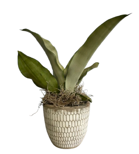 Sansevieria Pot